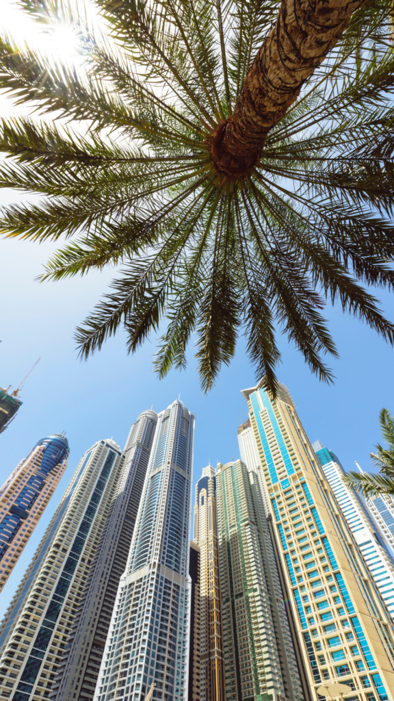 Palm tree looking up between Dubai high-rise towers